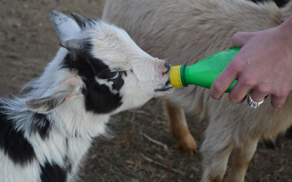 The-Little-Goat-Farm-at-the-Lake-Nokesville VA